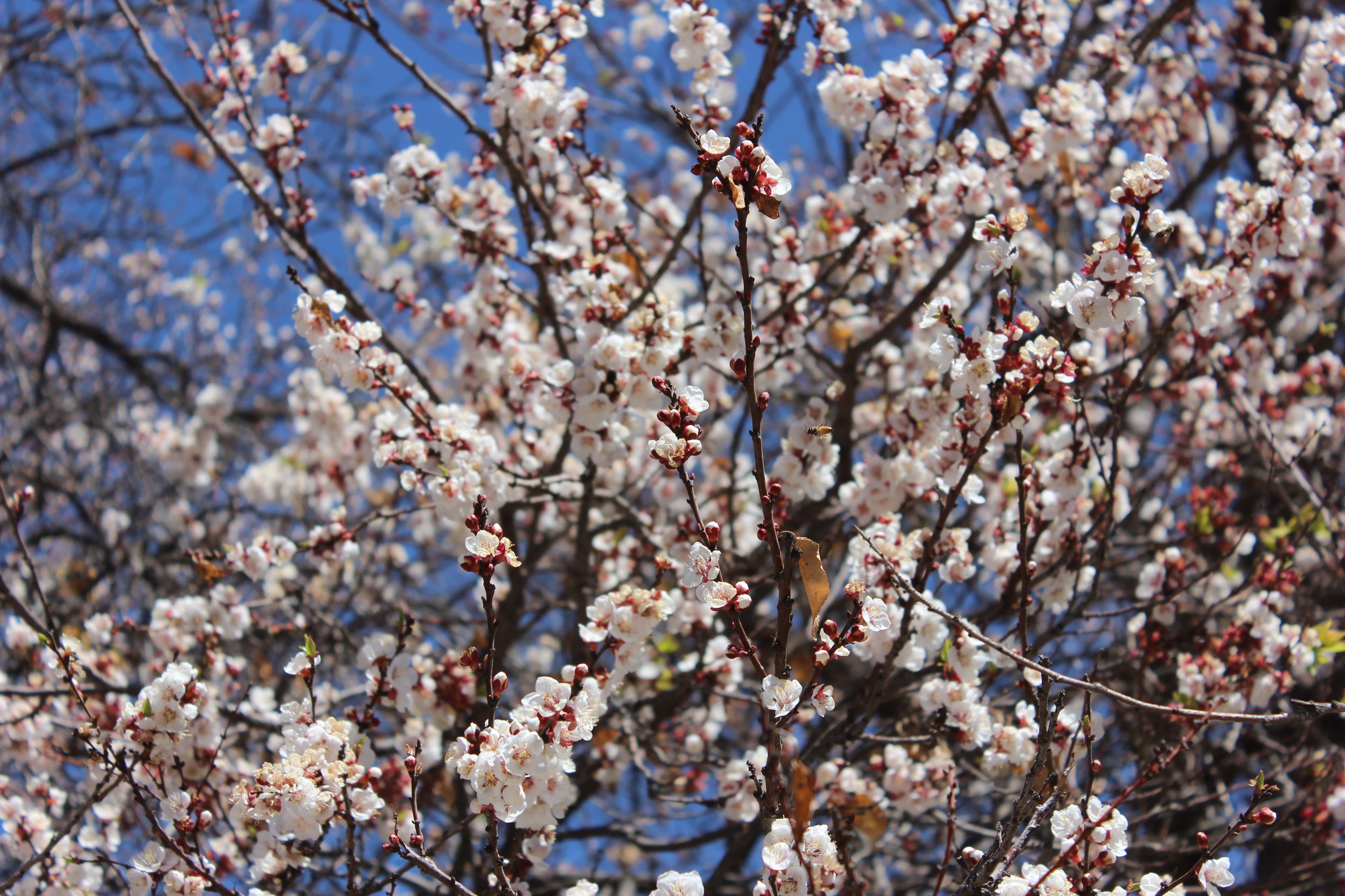 Plant Image
